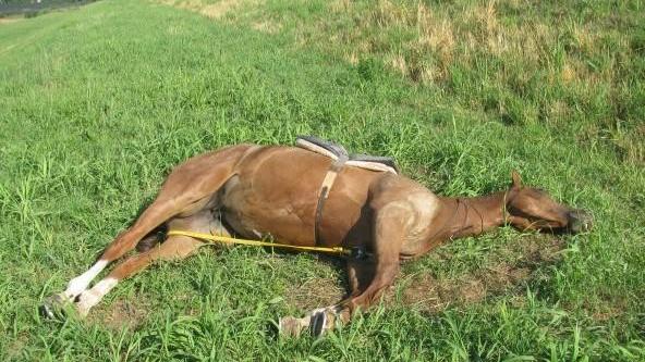 Cade da cavallo, avvocato in prognosi riservata