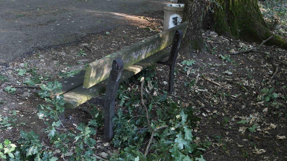 Cede un grosso ramo alle Acque Chiare, 89enne resta ferita