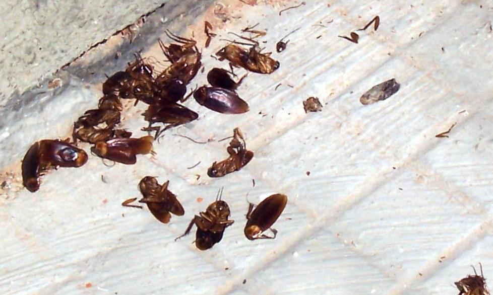 Invasione di blatte, chiesti interventi