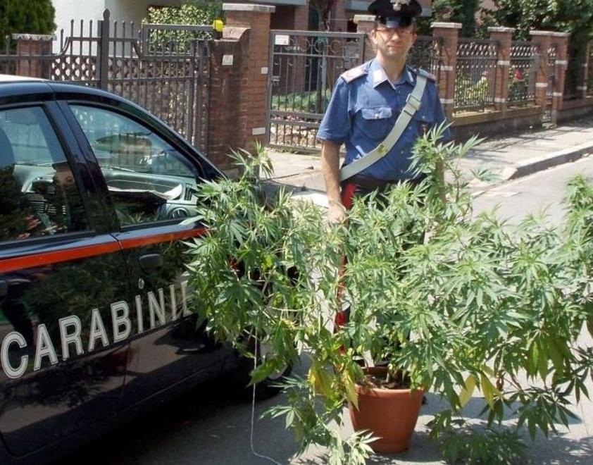 Coltivava la marjuana in giardino Denunciato 18enne spacciatore