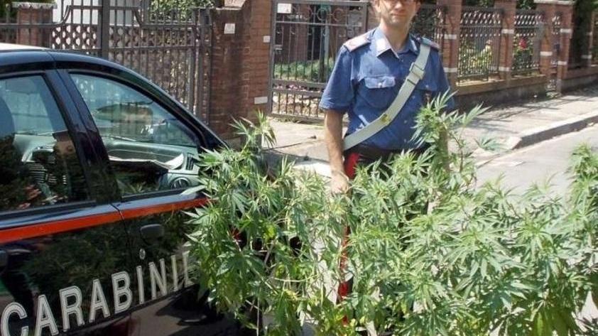 Coltivava la marjuana in giardino Denunciato 18enne spacciatore