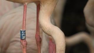 LA FOTO / E allo zoo arriva il primo pulcino di fenicottero