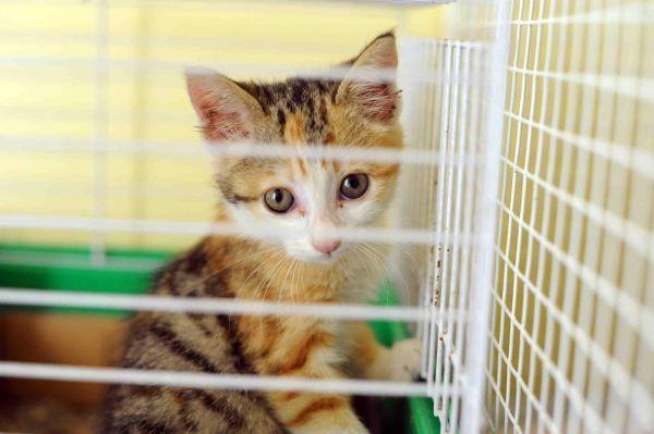 “Micino day”: gattini da coccolare e adottare 