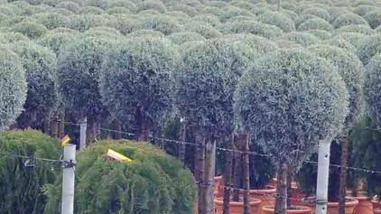 L’export pistoiese risale grazie al vivaismo