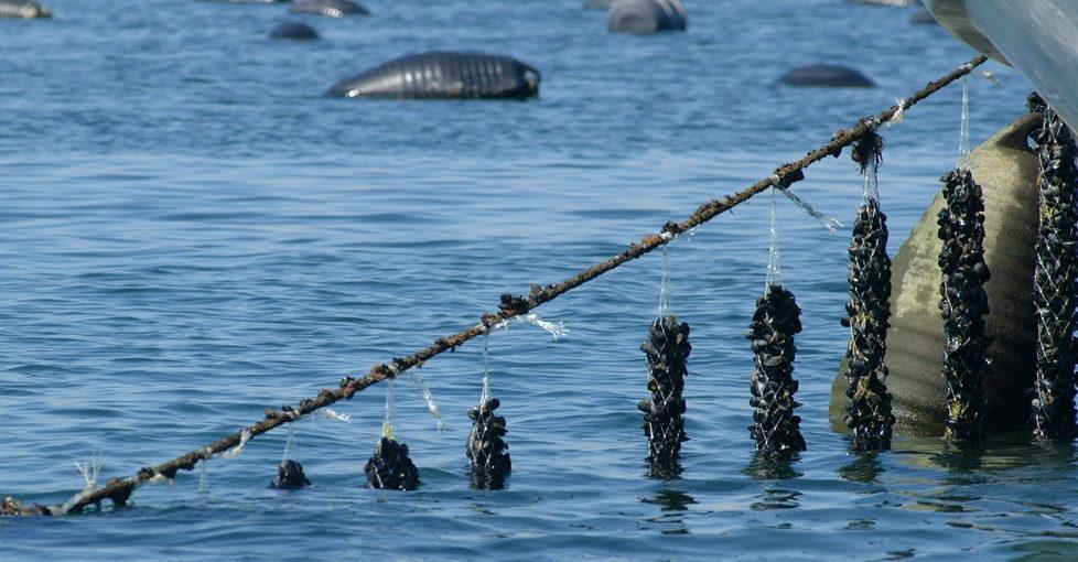 Cozze per una spaghettata, ma le avevano appena rubate