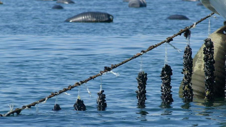 Cozze per una spaghettata, ma le avevano appena rubate