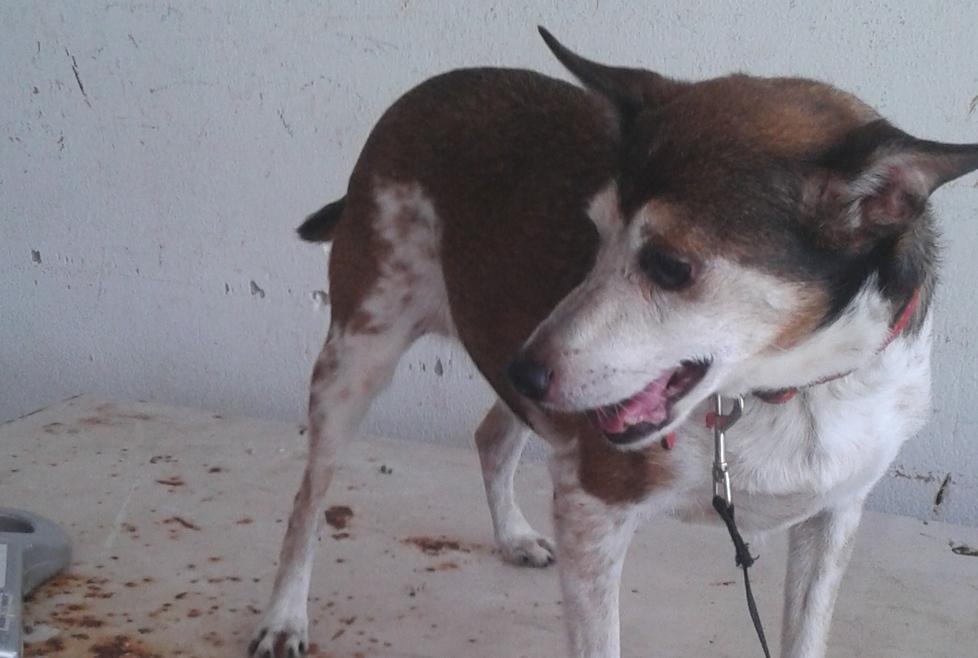 Gettato nel cassone cane rischia di finire dentro il trita-rifiuti