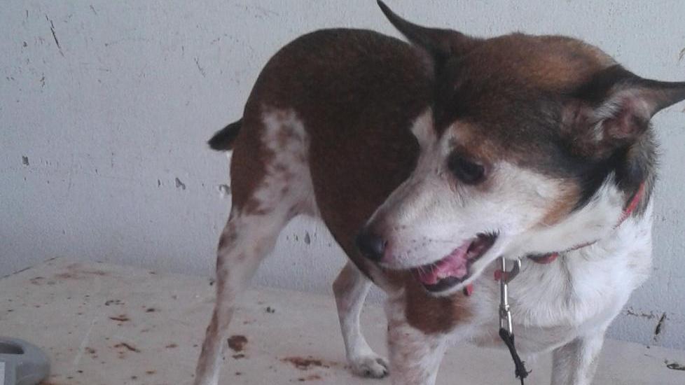 Gettato nel cassone cane rischia di finire dentro il trita-rifiuti