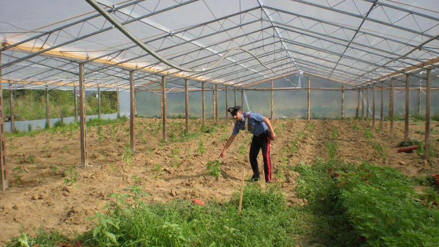 Coltivava la marijuana accanto al capanno degli attrezzi, arrestato