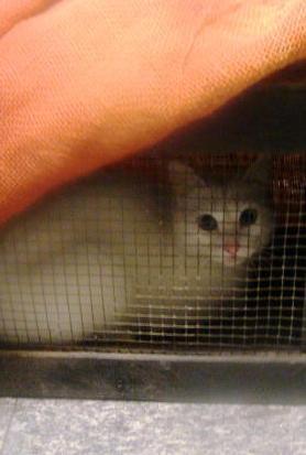 Emergenza felina, ecco un accordo fra Asl e veterinari