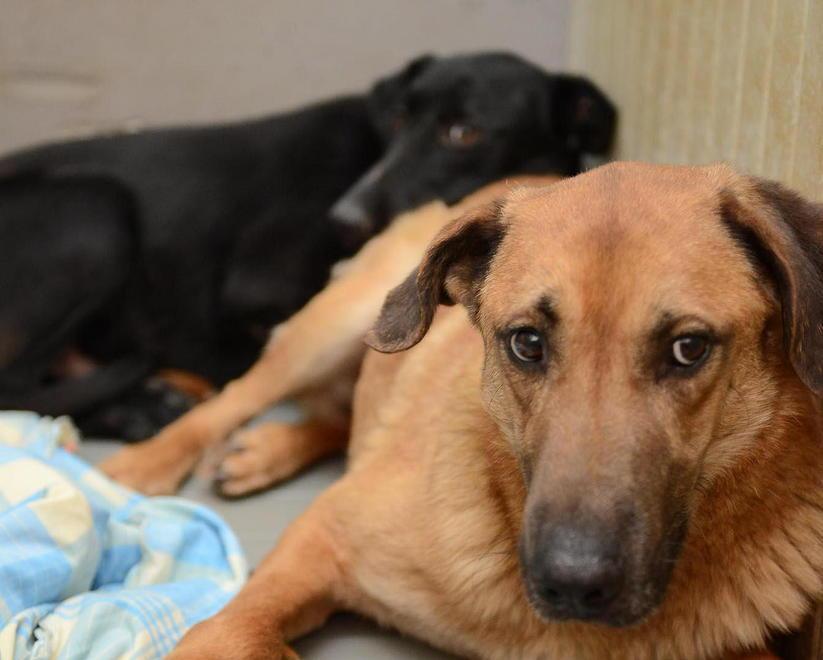 Dall’inferno della cava alla “culla” di Empoli, il Comune salva 3 cani 