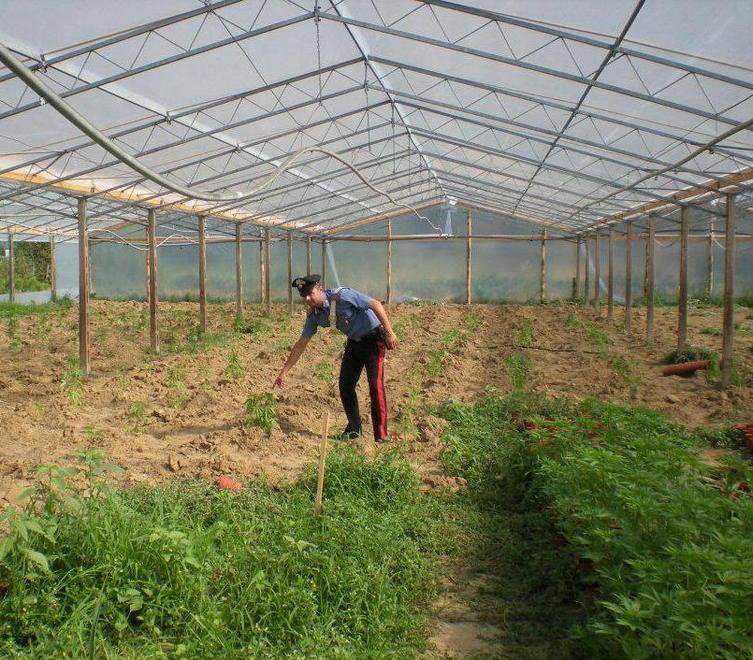 Nel capanno agricolo coltivava canapa, scoperto e arrestato
