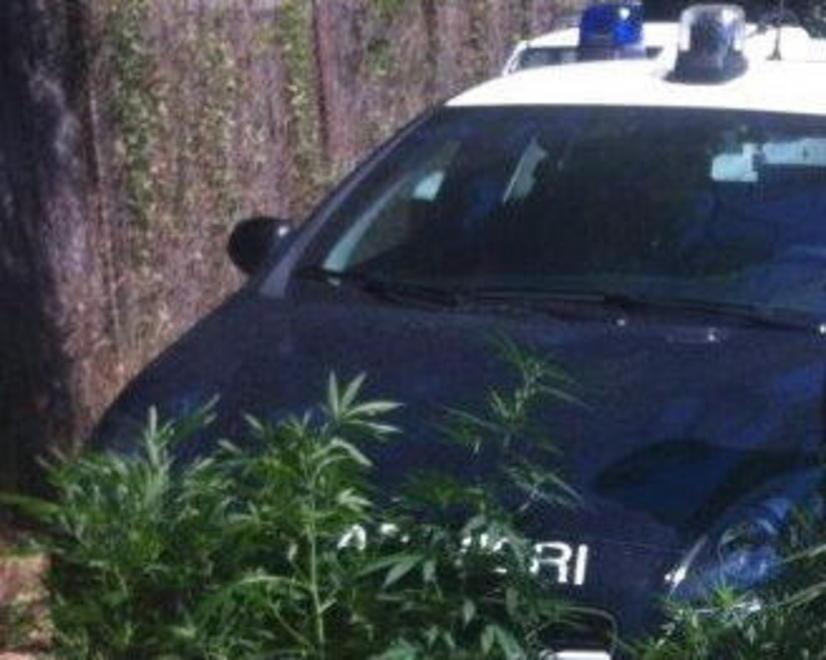 Coltiva marijuana, arrestato giovane di 18 anni 