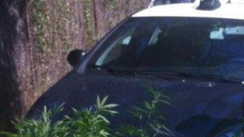 Coltiva marijuana, arrestato giovane di 18 anni