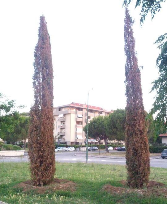 Grosseto, a rischio i cipressi piantati in memoria dell'11 settembre