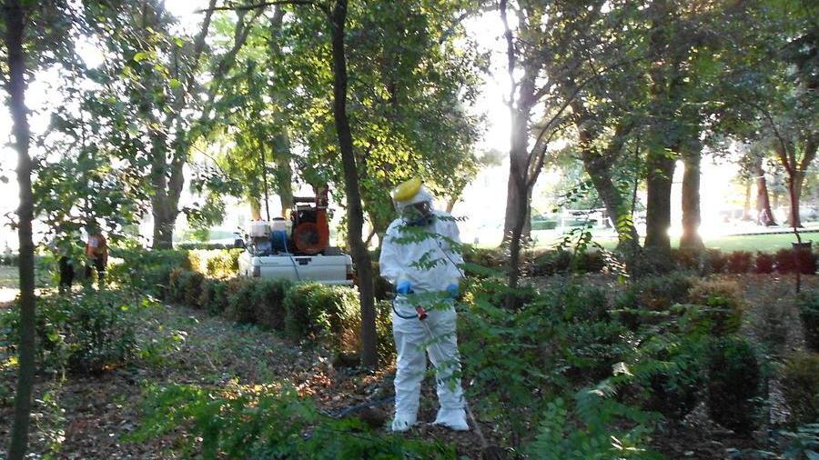 Tre giorni di disinfestazione antizanzare a Viareggio