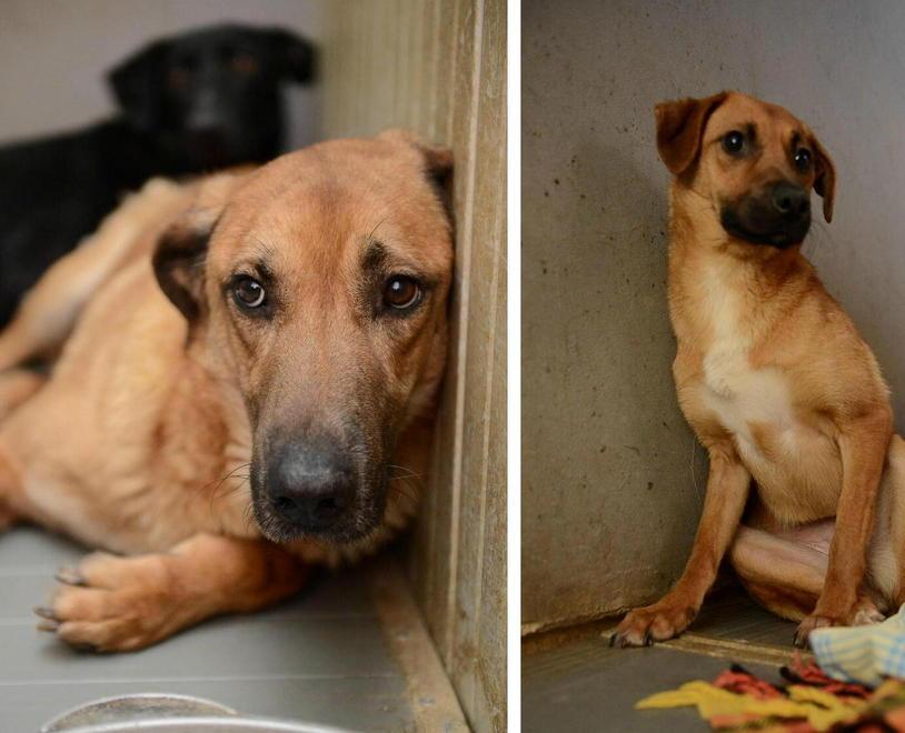 Dall’inferno della cava alla “culla” di Empoli il Comune salva 3 cani 