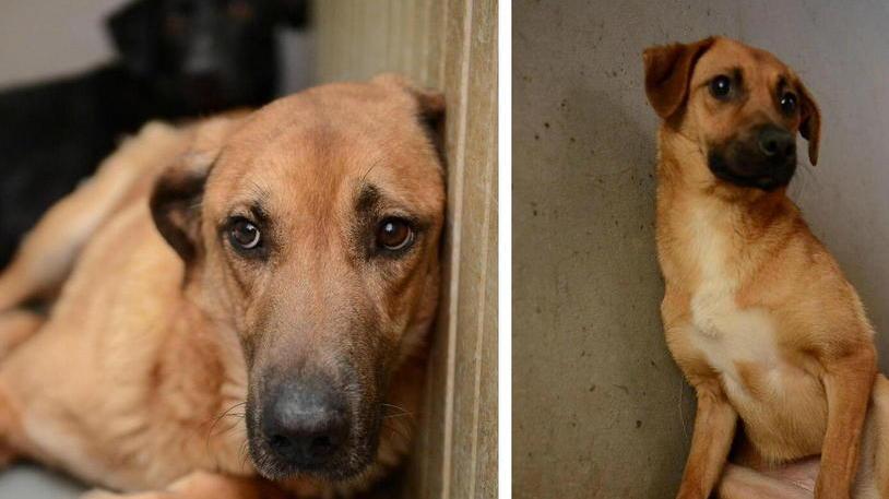 Dall’inferno della cava alla “culla” di Empoli il Comune salva 3 cani