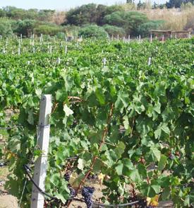 Il clima incerto allarma agricoltori e viticoltori