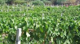 Il clima incerto allarma agricoltori e viticoltori
