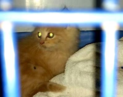 Salvato un gattino prigioniero degli scantinati dell’Archivio di Stato 