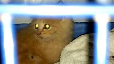 Salvato un gattino prigioniero degli scantinati dell’Archivio di Stato