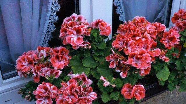 Il Comune regala fiori alle famiglie di Pescia per addobbare finestre e balconi
