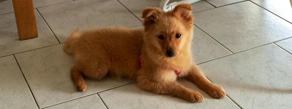 Cucciolo di volpino cerca casa