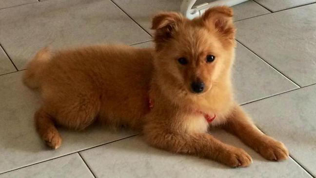 Cucciolo di volpino cerca casa