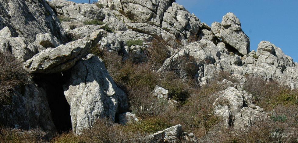 I botanici: così salveremo le piante antiche 