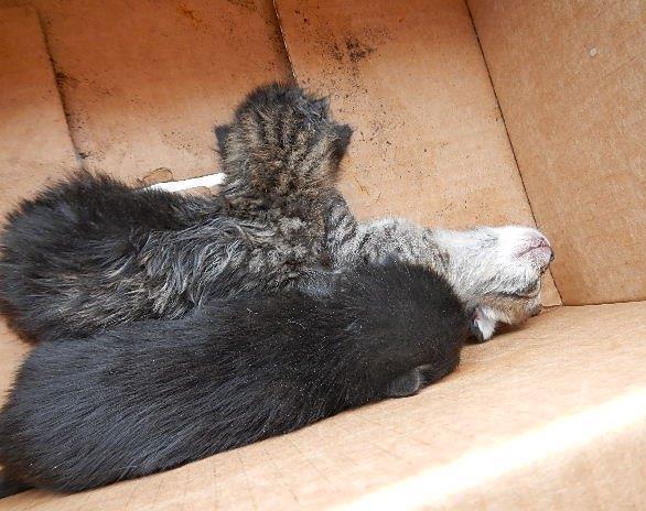 Salvati tre gattini