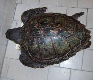 Un centro di recupero per le tartarughe ferite 