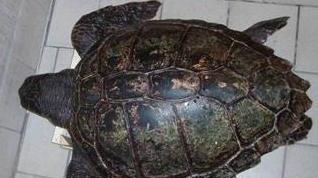 Un centro di recupero per le tartarughe ferite