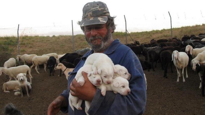 Mangime gratis per mantenere i cani “anti-lupo”