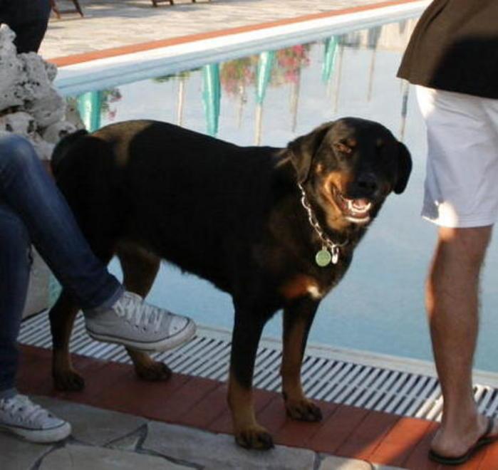 Il cane eroe ha evitato la tragedia 