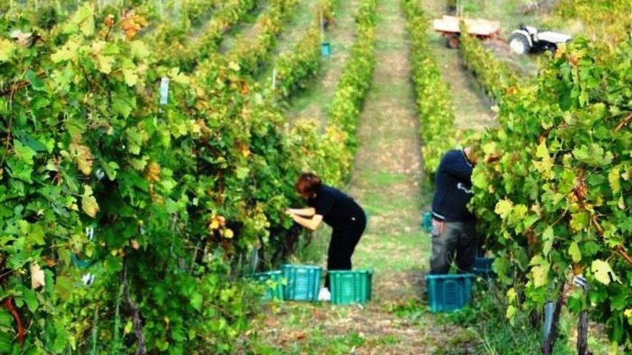 Nasce “Binzas”, fra tradizione e futuro