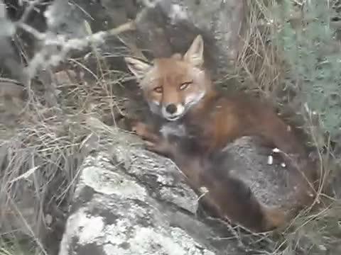 La bella addormentata? È una volpe "sorpresa" nelle campagne di Monti 