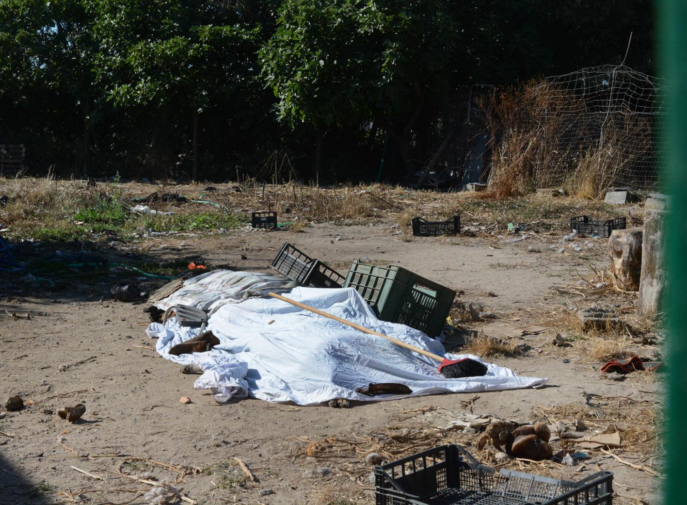 Strage di cani nell'Oristanese: i suoi animali disturbavano i vicini e lui li ha avvelenati