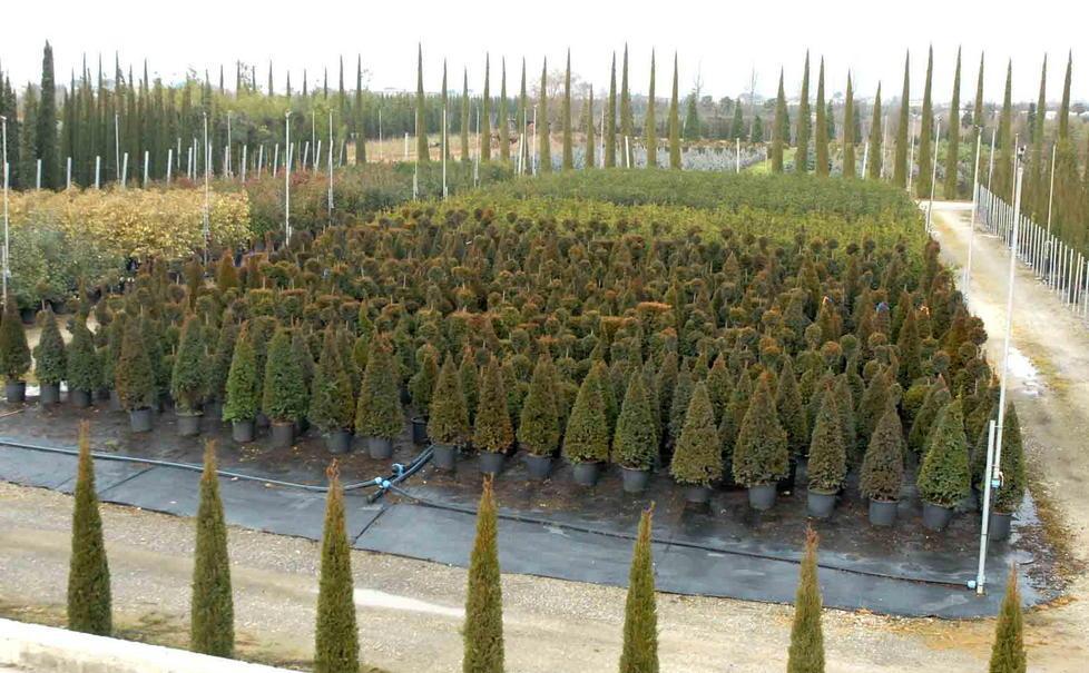 Rubano piante in un vivaio vicino a casa 