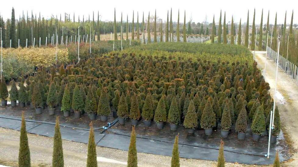 Rubano piante in un vivaio vicino a casa