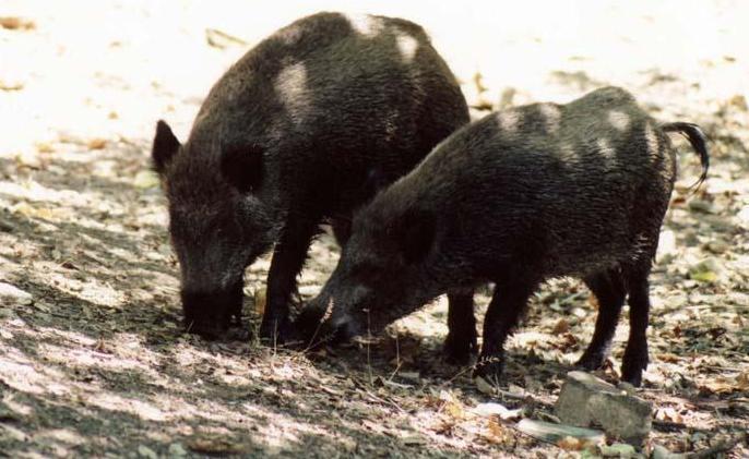 Alghero, carne di cinghiale e daino con il marchio del Parco 