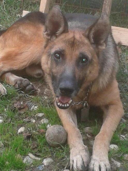 È morto Willy, il randagio venuto dalla Sicilia 