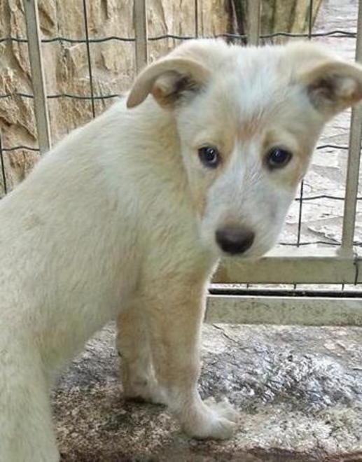 sos animali