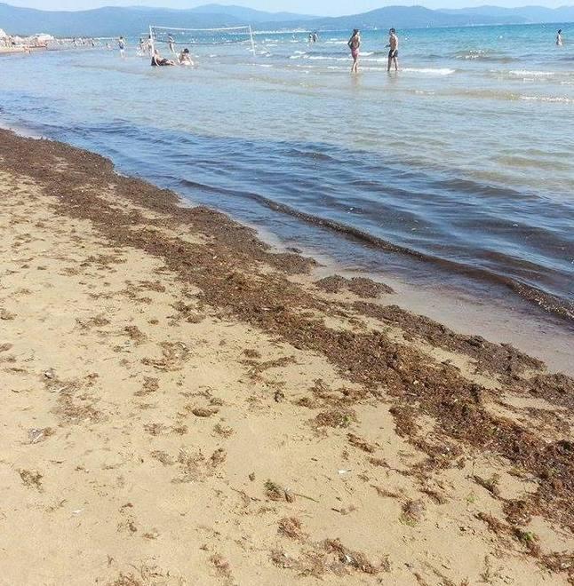 Troppe alghe, raddoppiata la pulizia