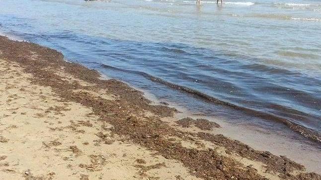 Troppe alghe, raddoppiata la pulizia