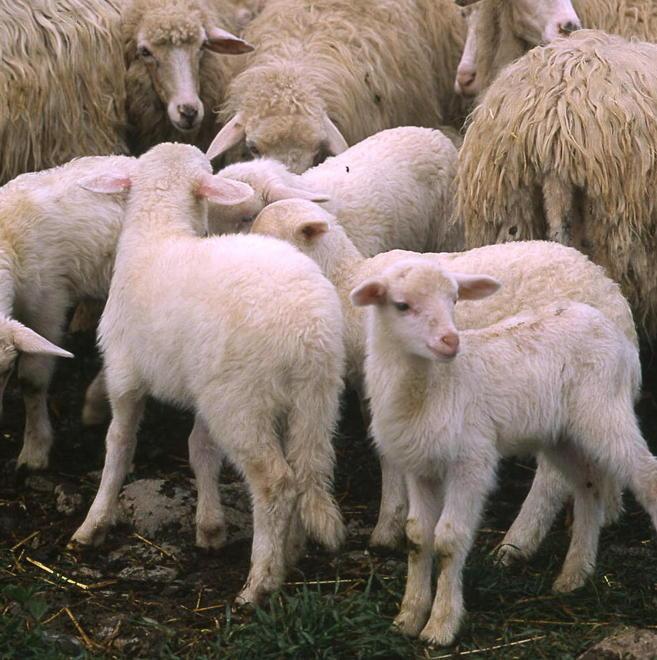 Agnello Igp, incontro con l’assessore Falchi