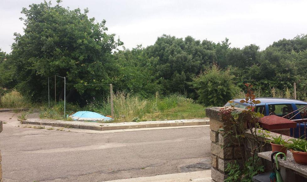 Tra l’erba alta e secca ci sono solo parassiti