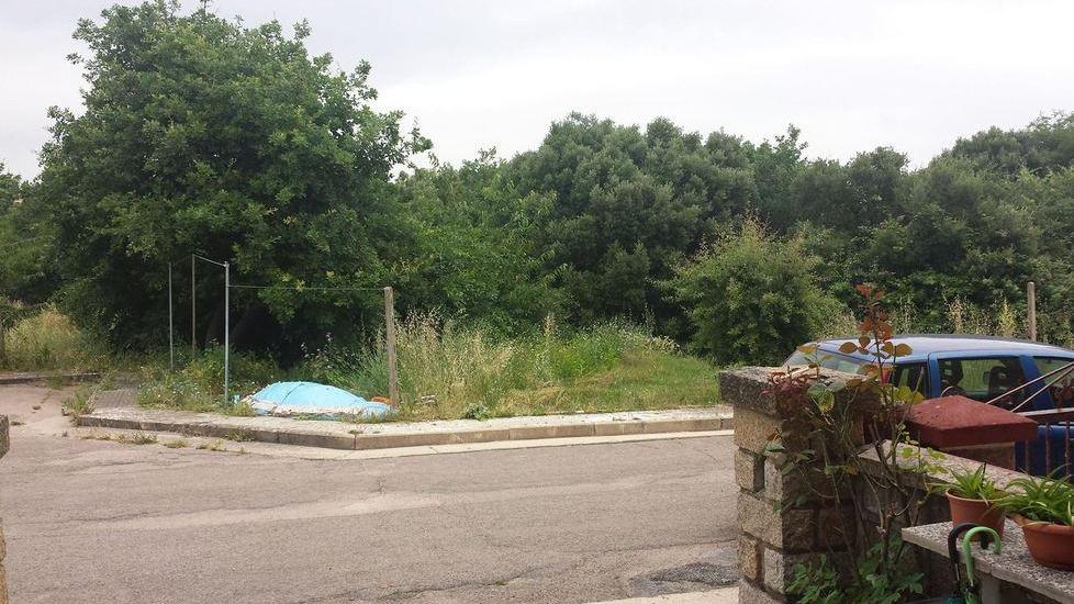 Tra l’erba alta e secca ci sono solo parassiti