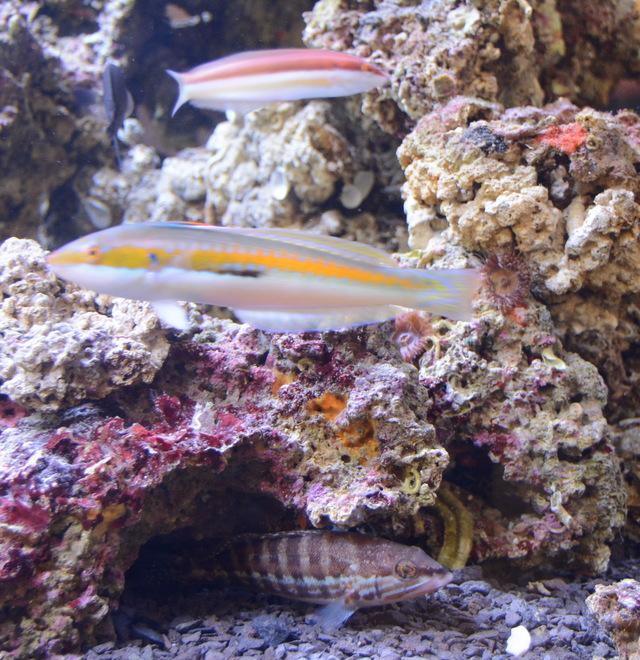 Un acquario accoglie i turisti nel terminal dell’aeroporto