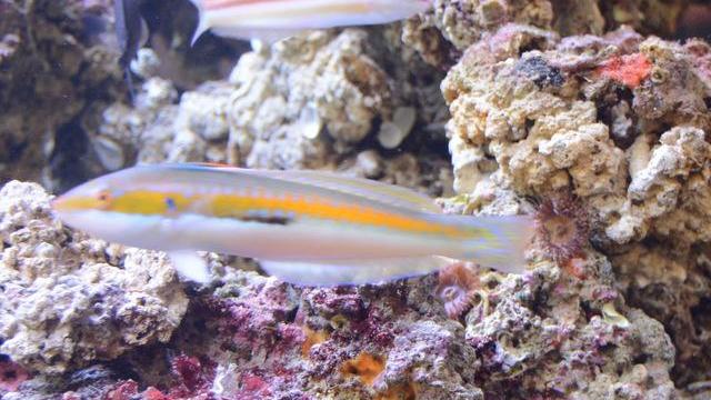 Un acquario accoglie i turisti nel terminal dell’aeroporto